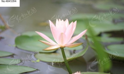 复方氨酚美沙是什么药、复方氨酚美沙糖浆连续吃几天 -复方氨酚美沙副作用网