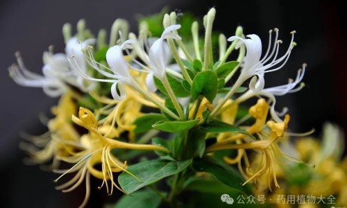 复方氨酚美沙芬糖浆作用与副作用-复方氨酚美沙是什么药、复方氨酚美沙糖浆连续吃几天 -复方氨酚美沙副作用网